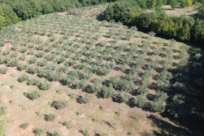 Maslinik u Kašteliru – 240 maslina na 12.000 m²