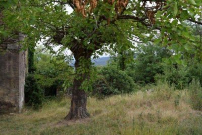 Motovun, Surroundings, Property for Renovation on the Hill with a View of Motovun and Nature, OPPORTUNITY for Investors