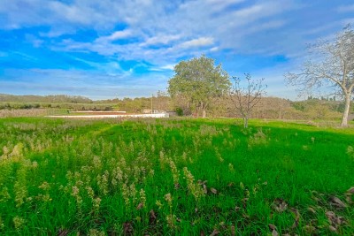 Poreč, dintorni, Terreno edificabile con vista sulla natura