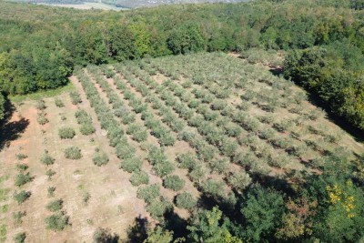 Maslinik u Kašteliru – 240 maslina na 12.000 m²