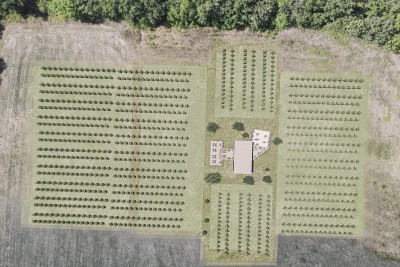 Buje, okolí, překrásný pozemek, ideální pro výstavbu vinařství