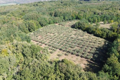 Maslinik u Kašteliru – 240 maslina na 12.000 m²