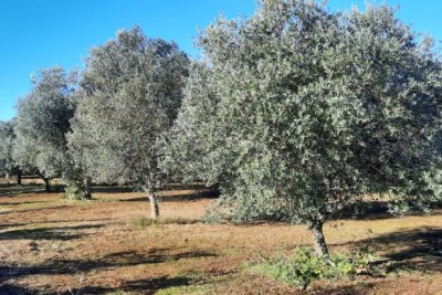 Poreč, Tar-Vabriga, Kmetijsko zemljišče, oljčnik na odlični lokaciji