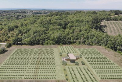 Buje, okolí, překrásný pozemek, ideální pro výstavbu vinařství