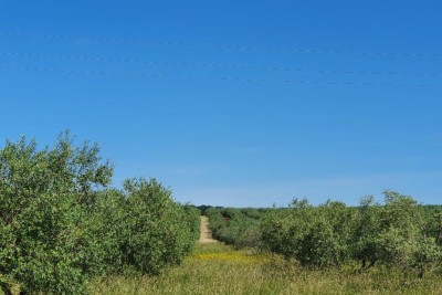 Poreč, okolica, Građewinsko ziemia 300 m od morza strefa T1