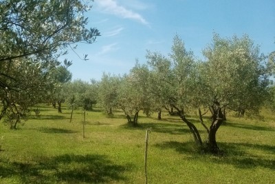 Poreč, Poljoprivredno zemljište, maslinik sa starim maslinama, 300 m od mora
